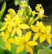 orchide